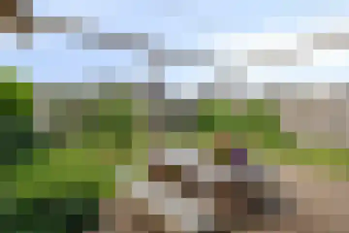 Buizerd 20 Baflo thumbnail 31