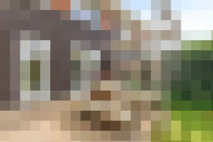 Buizerd 20 Baflo thumbnail 36