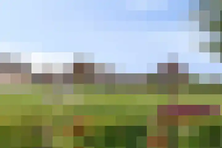 Buizerd 20 Baflo thumbnail 37