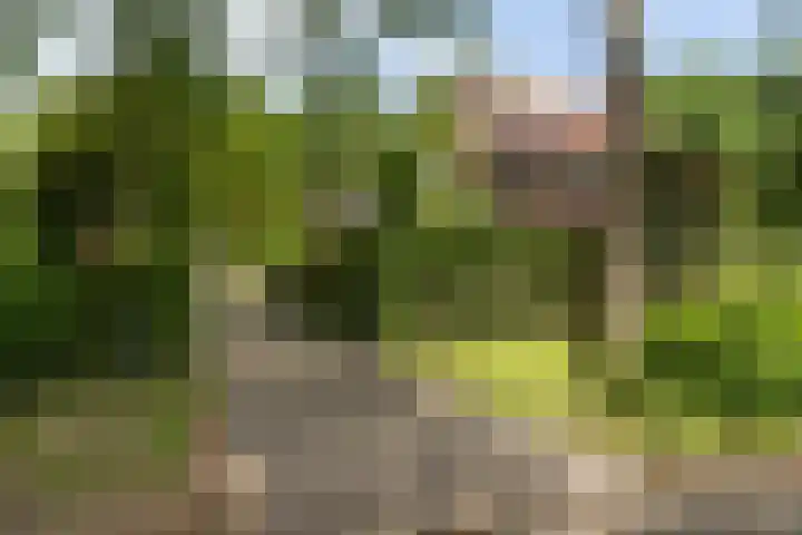 Buizerd 20 Baflo thumbnail 4