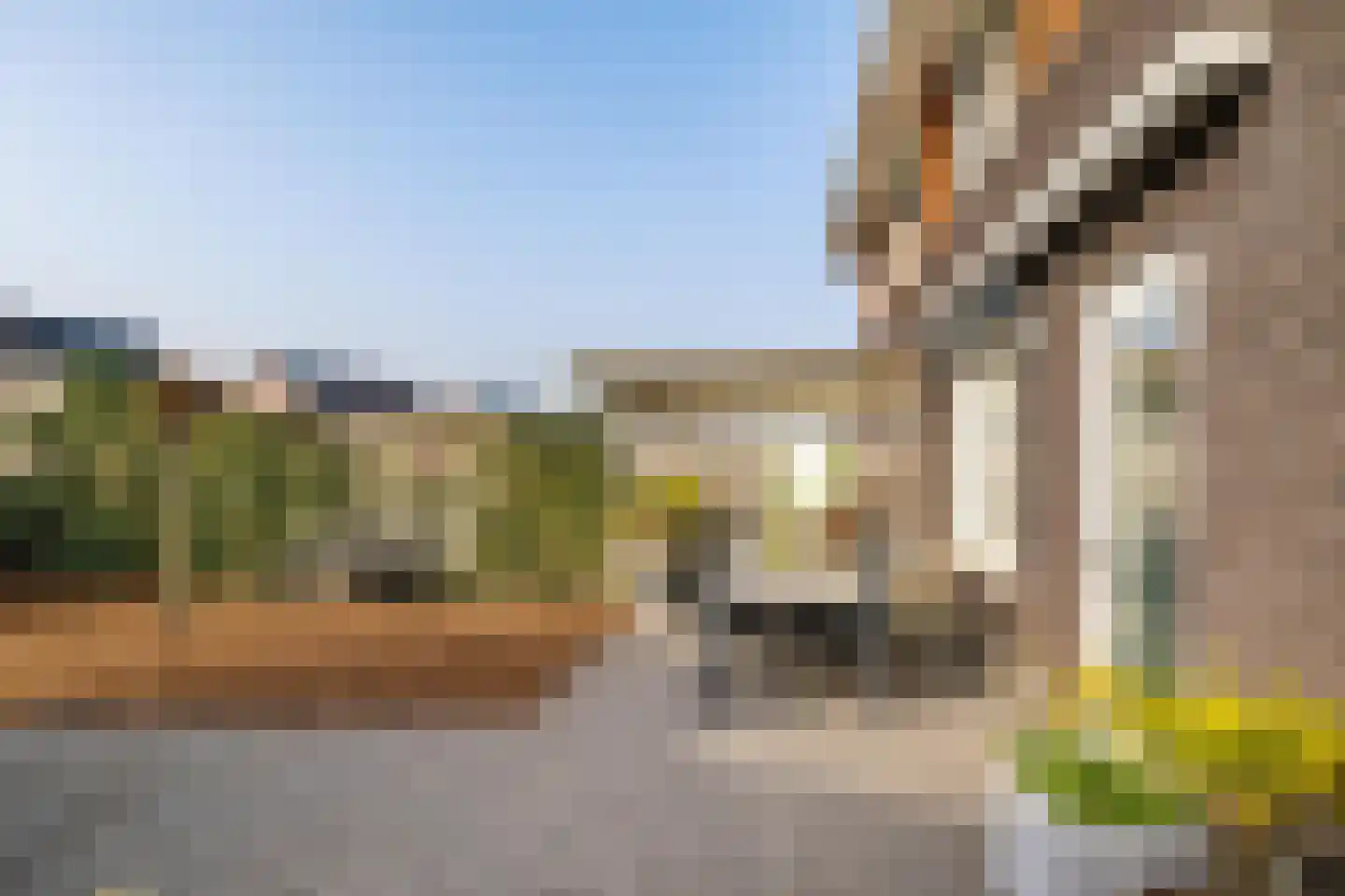 Buizerd 22 Baflo thumbnail 29