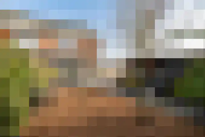 Buizerd 22 Baflo thumbnail 30