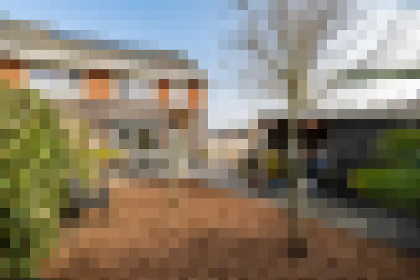 Buizerd 22 Baflo thumbnail 30