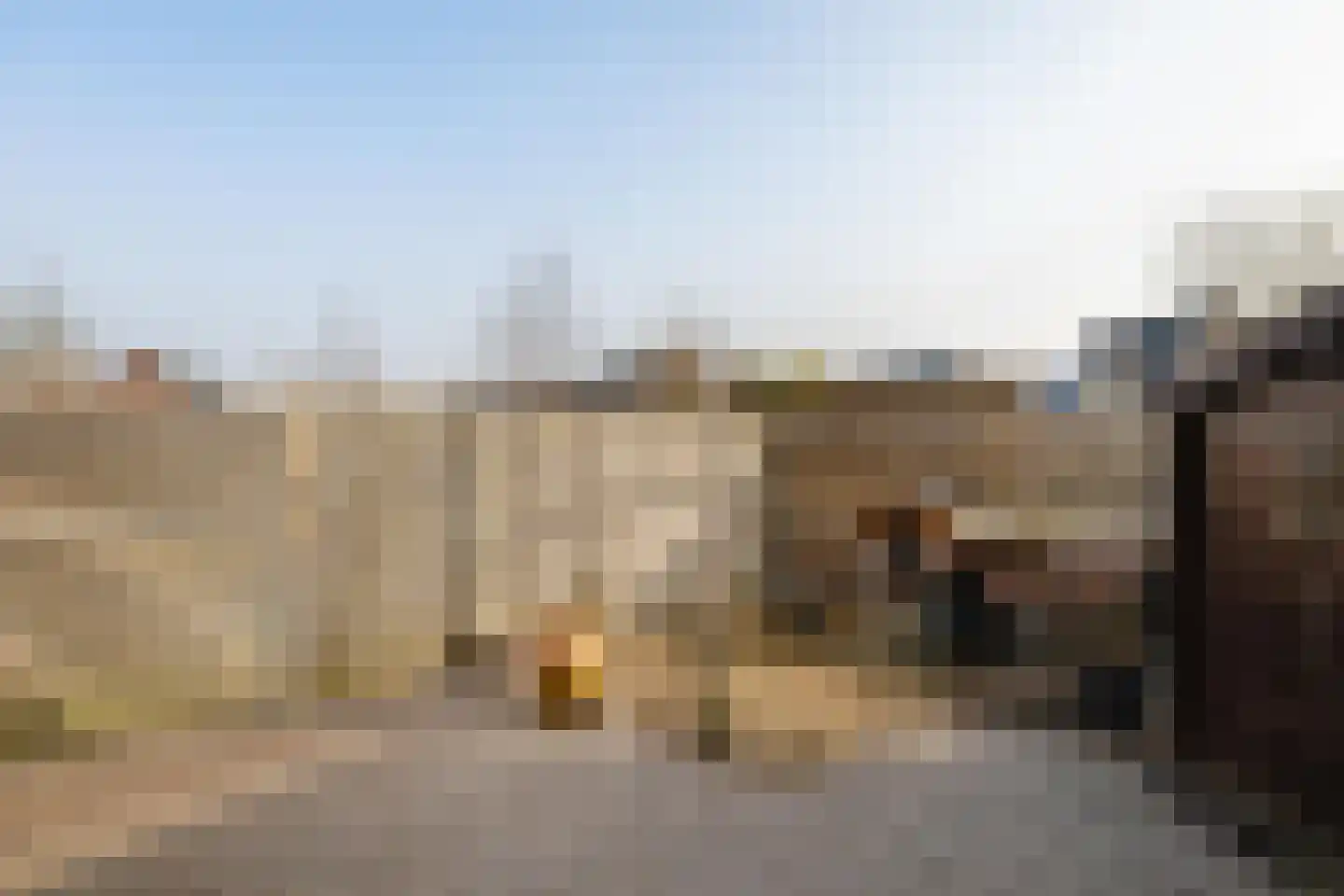 Buizerd 22 Baflo thumbnail 32