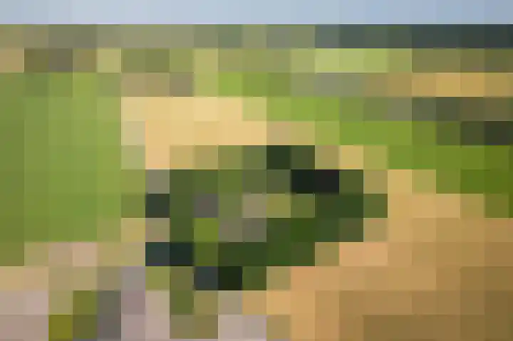 Buizerd 22 Baflo thumbnail 41