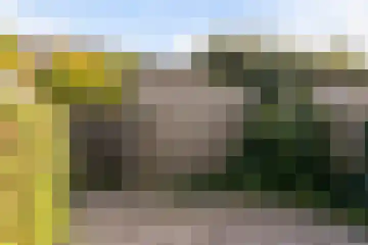 Buizerd 22 Bergen op Zoom thumbnail 20