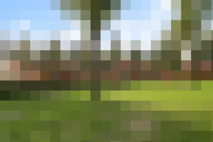 Buizerd 22 Bergen op Zoom thumbnail 24