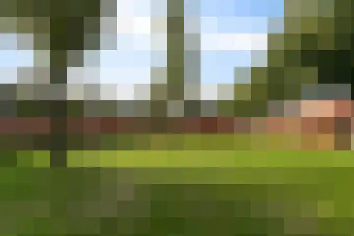 Buizerd 22 Bergen op Zoom thumbnail 25