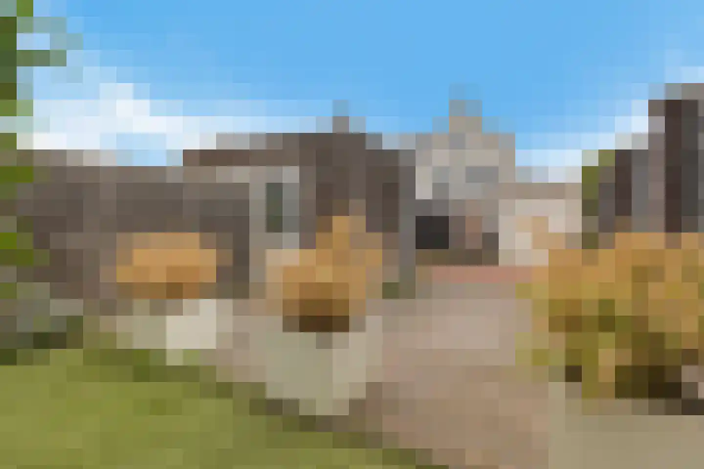 Buizerd 22 Uithoorn thumbnail 37