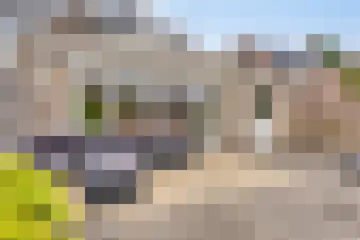 Buizerd 222 Veldhoven thumbnail 29