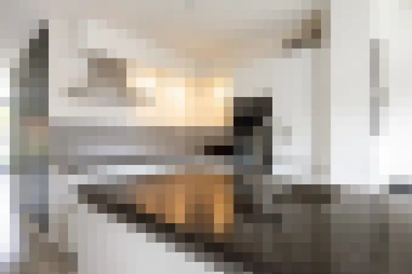 Buizerd 23 Siddeburen thumbnail 27