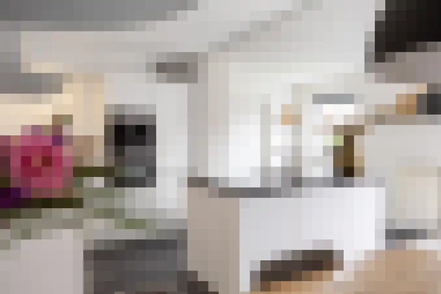 Buizerd 23 Siddeburen thumbnail 30