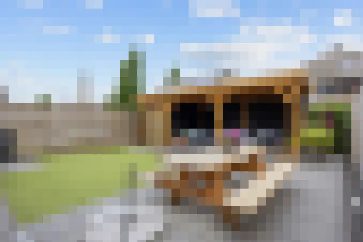 Buizerd 23 Siddeburen thumbnail 55