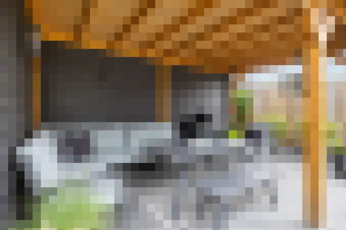 Buizerd 23 Siddeburen thumbnail 60