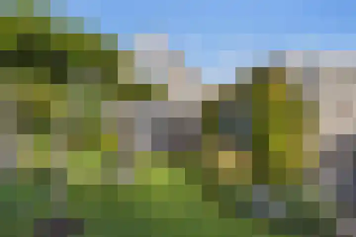 Buizerd 25 Veldhoven thumbnail 45