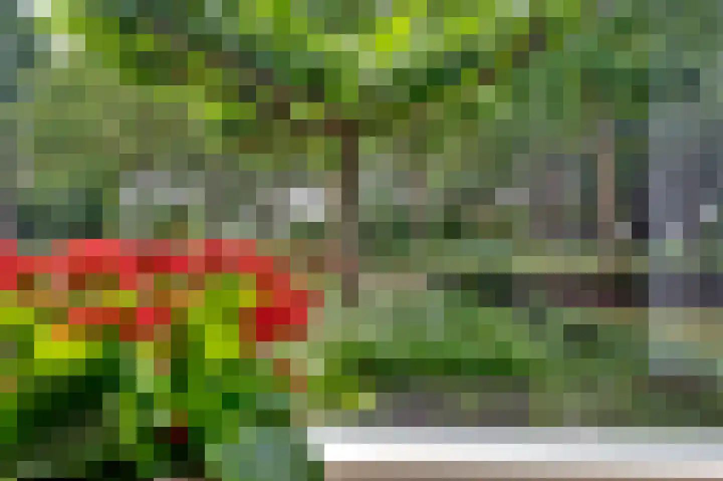 Buizerd 41 Sint-Oedenrode thumbnail 10
