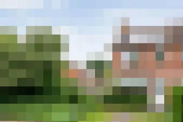 Buizerd 45 Ommen thumbnail 10