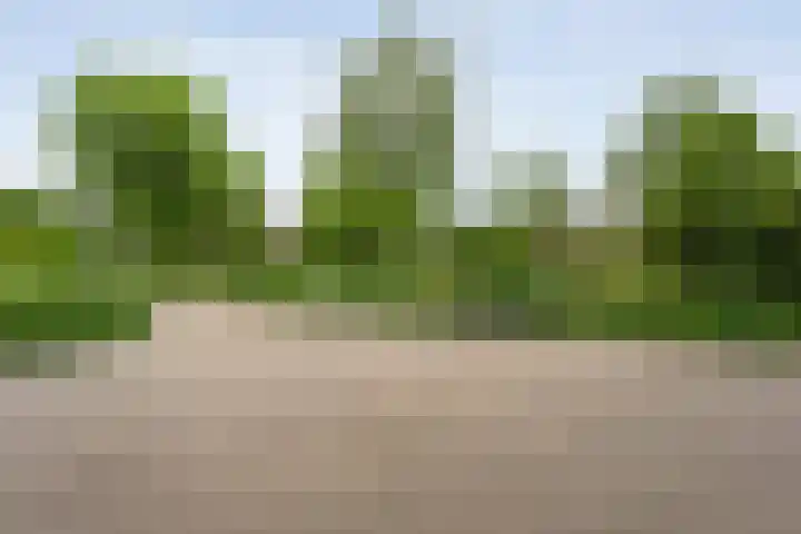 Buizerd 45 Ommen thumbnail 7