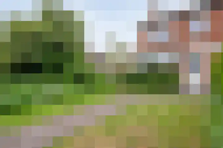Buizerd 45 Ommen thumbnail 9