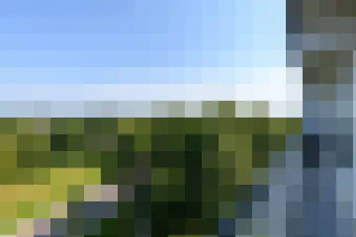 Buizerd 71 Heerenveen thumbnail 16