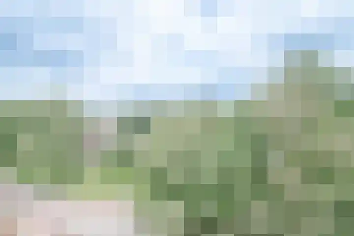 Buizerd 74 Heerenveen thumbnail 23