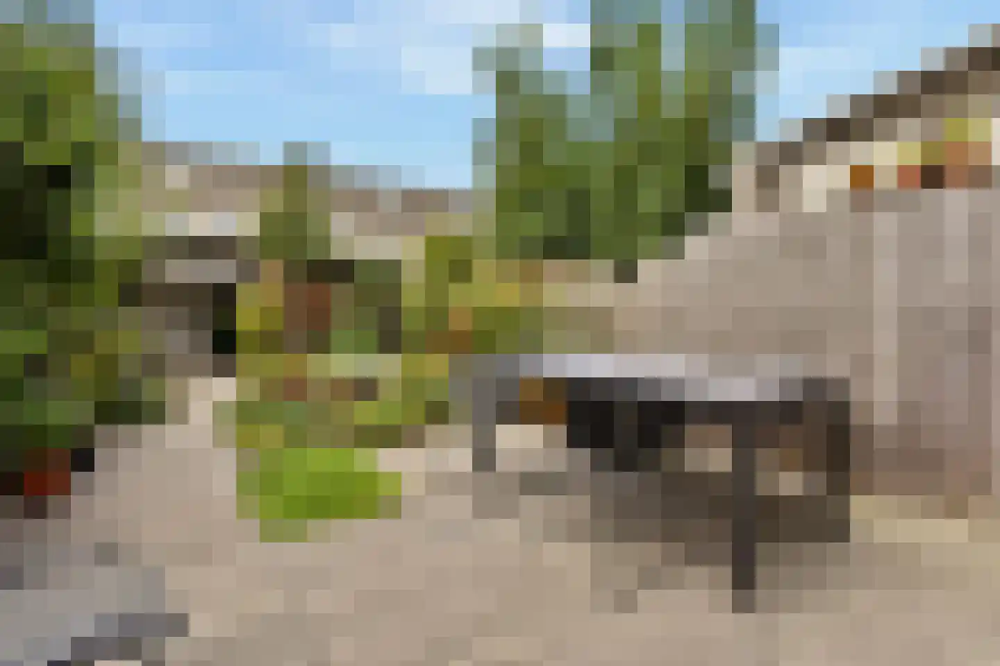 Buizerd 8 Sassenheim thumbnail 17