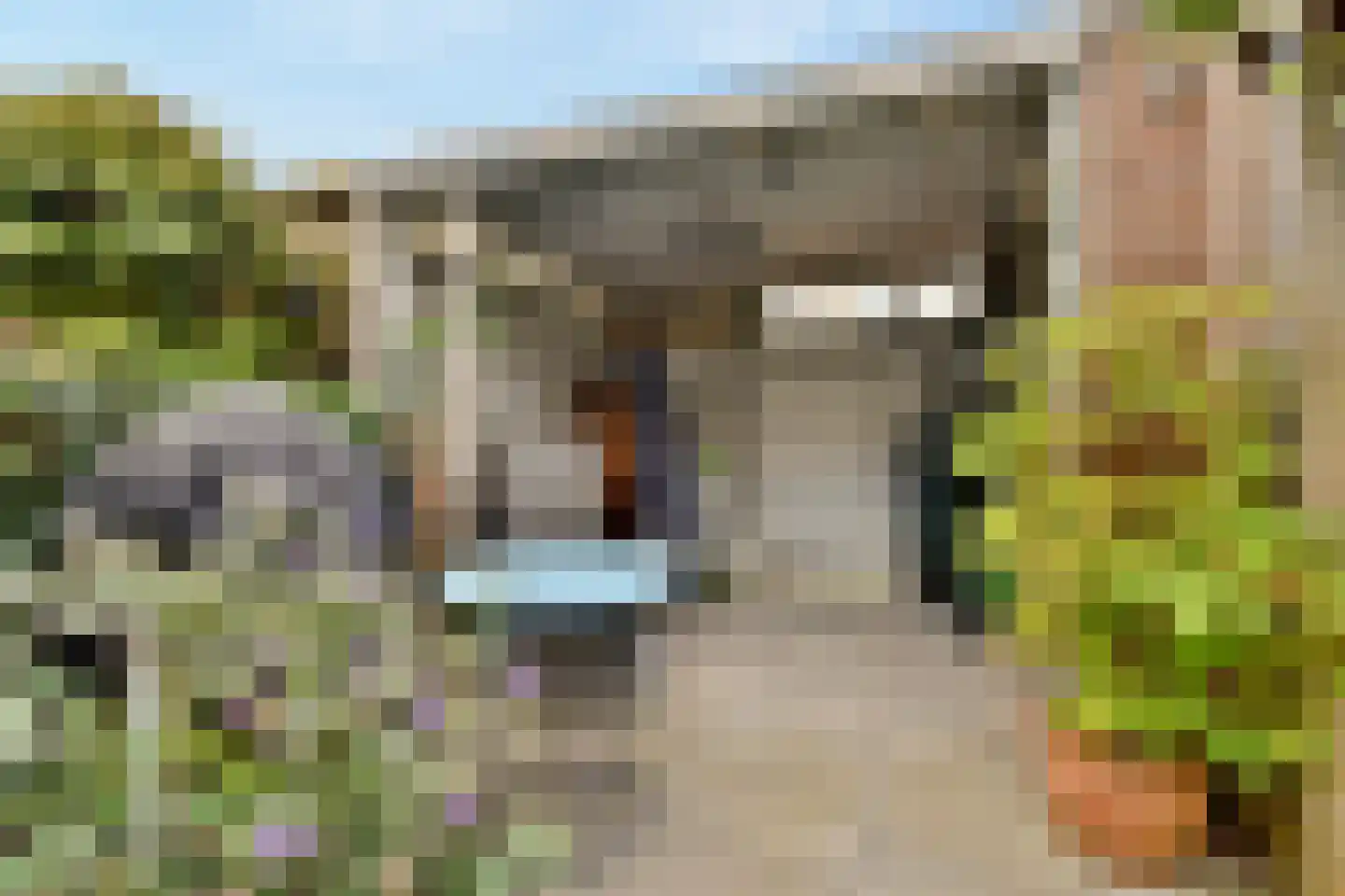 Buizerd 8 Sassenheim thumbnail 19