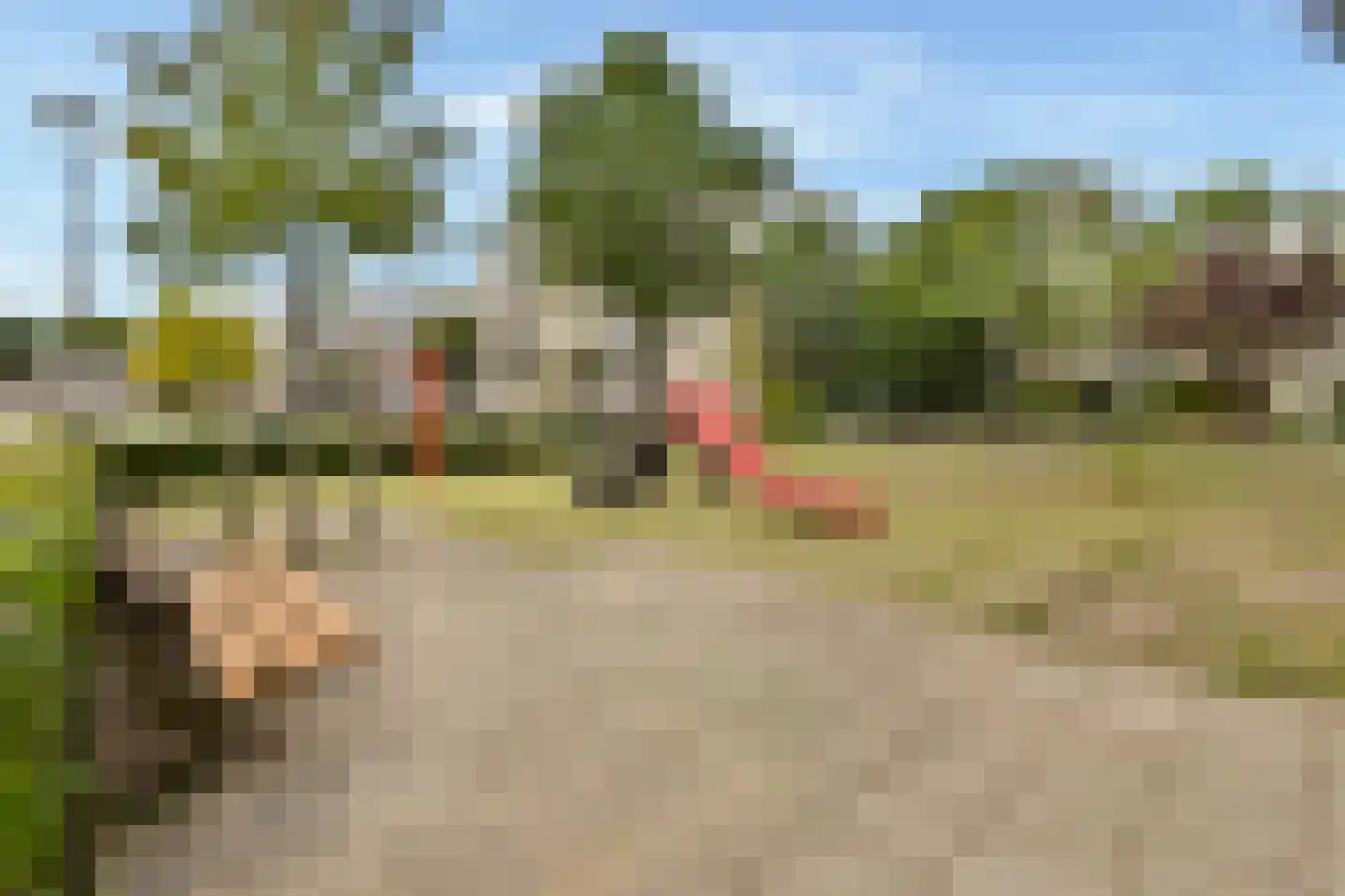 Buizerd 8 Sassenheim thumbnail 37