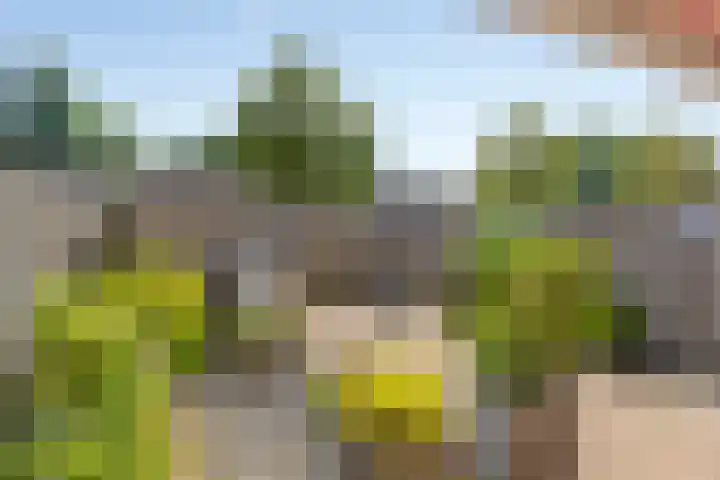 Buizerdhof 5 Heinkenszand thumbnail 19