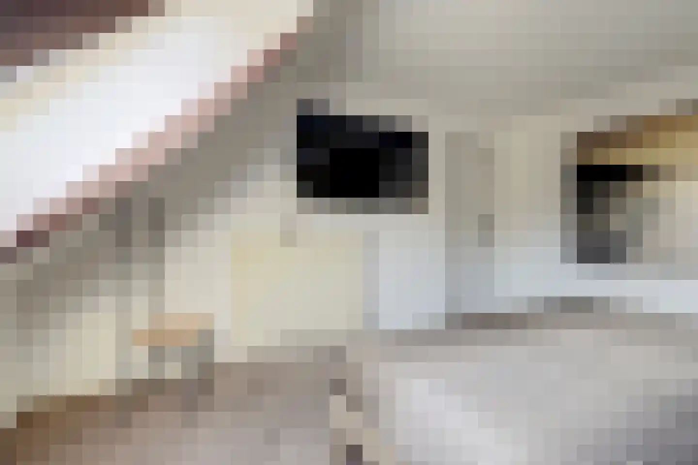 Buizerdhorst 61 Cuijk thumbnail 28