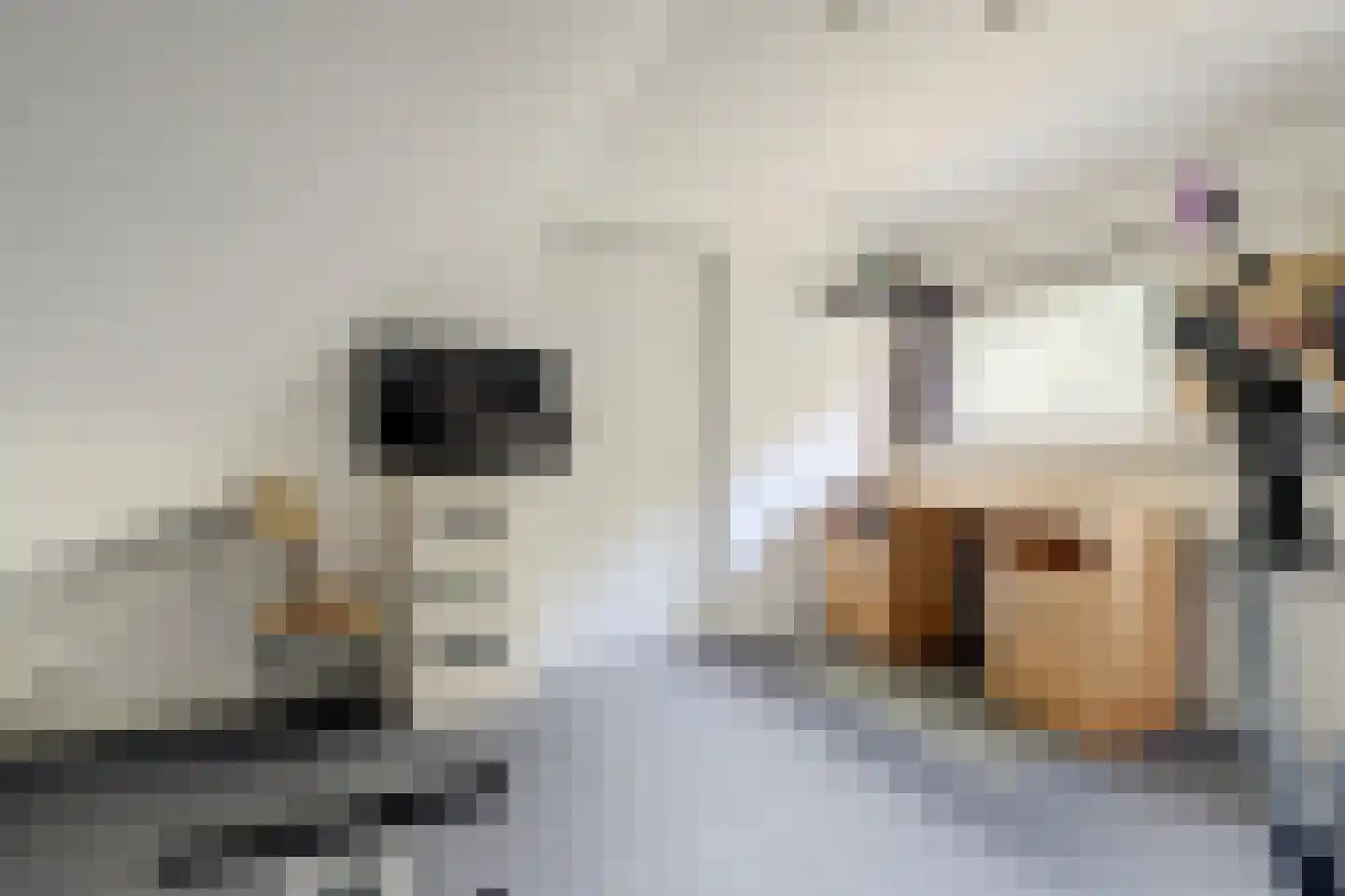 Buizerdhorst 61 Cuijk thumbnail 41