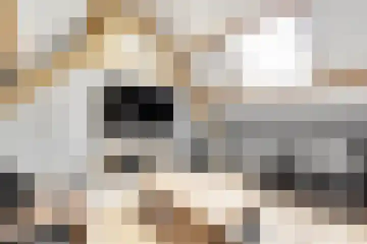 Buizerdlaan 4 Nijkerk thumbnail 24