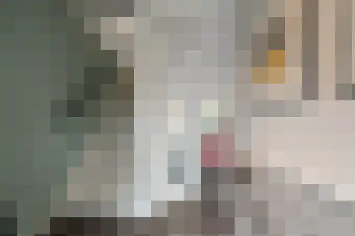 Buizerdweg 110 Alkmaar thumbnail 6