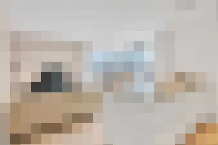 Bulgersteyn 7233 Rotterdam