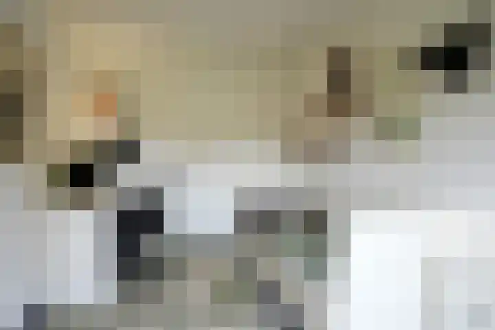 Bulkemsbroek 21 Simpelveld thumbnail 20