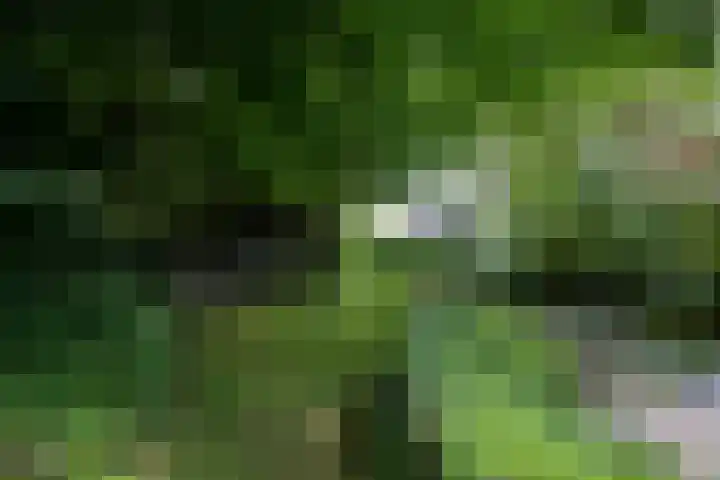 Bulkemsbroek 21 Simpelveld thumbnail 43