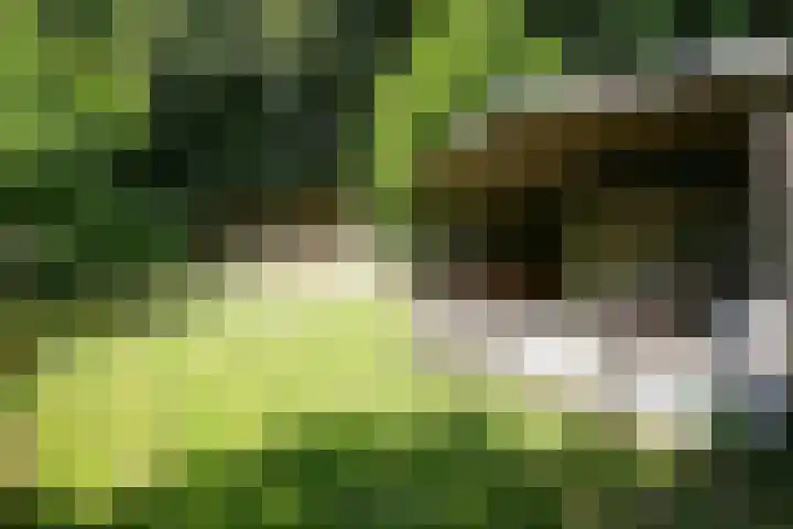 Bulkemsbroek 21 Simpelveld thumbnail 51