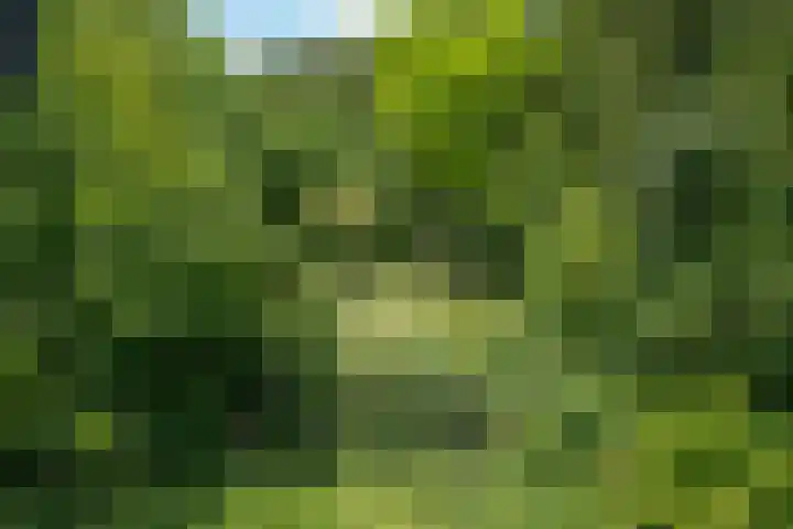 Bulkemsbroek 21 Simpelveld thumbnail 60