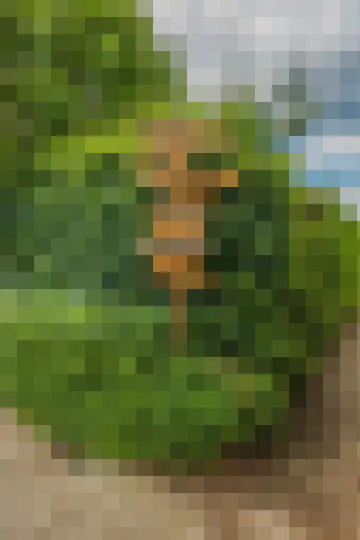 Bultweg 7 Schoonebeek thumbnail 19