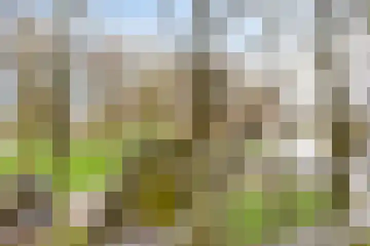 Bumalaan 138 Emmeloord thumbnail 17