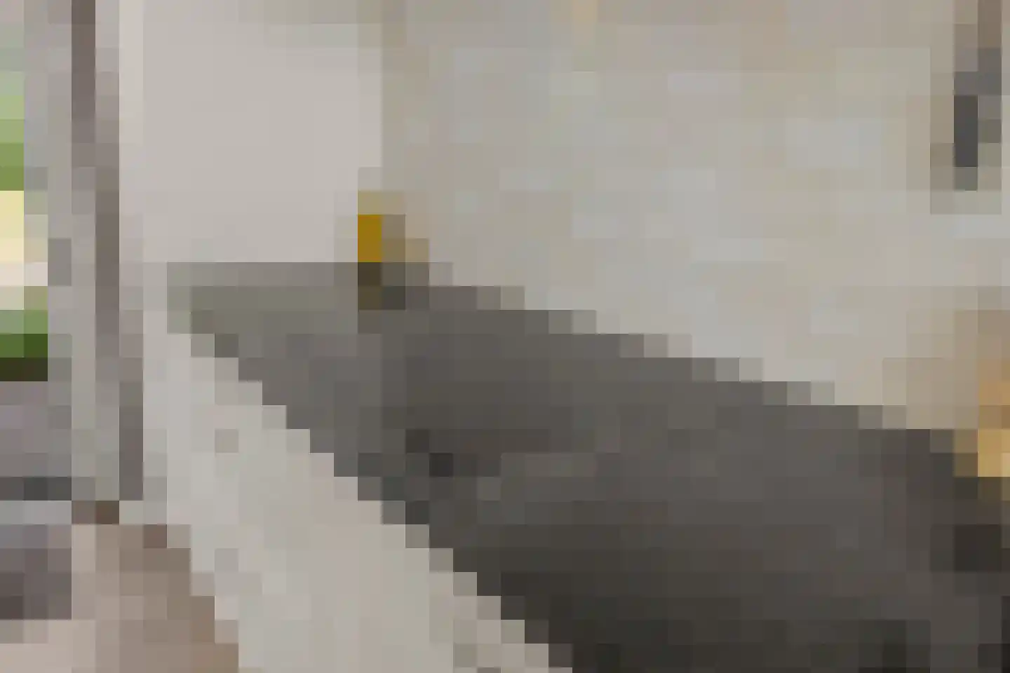 Bundelzwam 27 Vleuten thumbnail 13