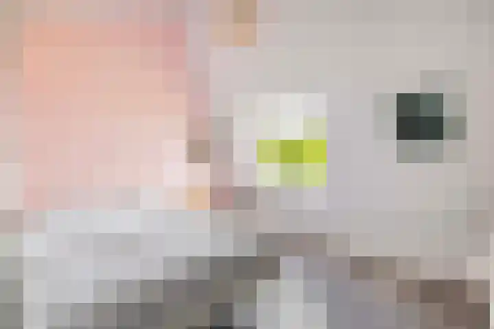 Bundelzwam 33 Vleuten thumbnail 24