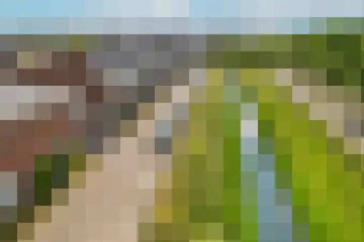 Bundelzwam 33 Vleuten thumbnail 33