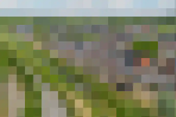 Bundelzwam 33 Vleuten thumbnail 34