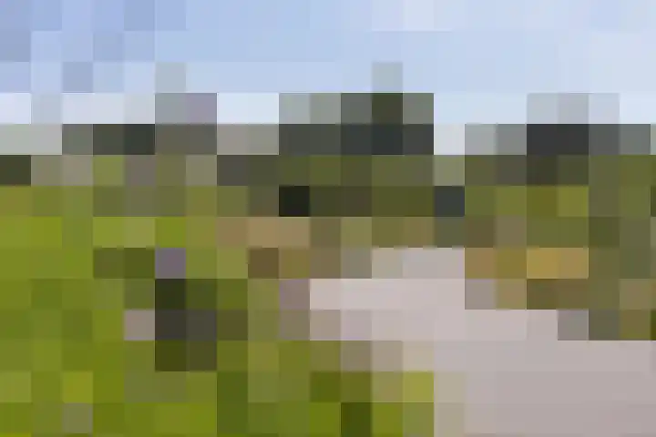 Bundelzwam 33 Vleuten thumbnail 40