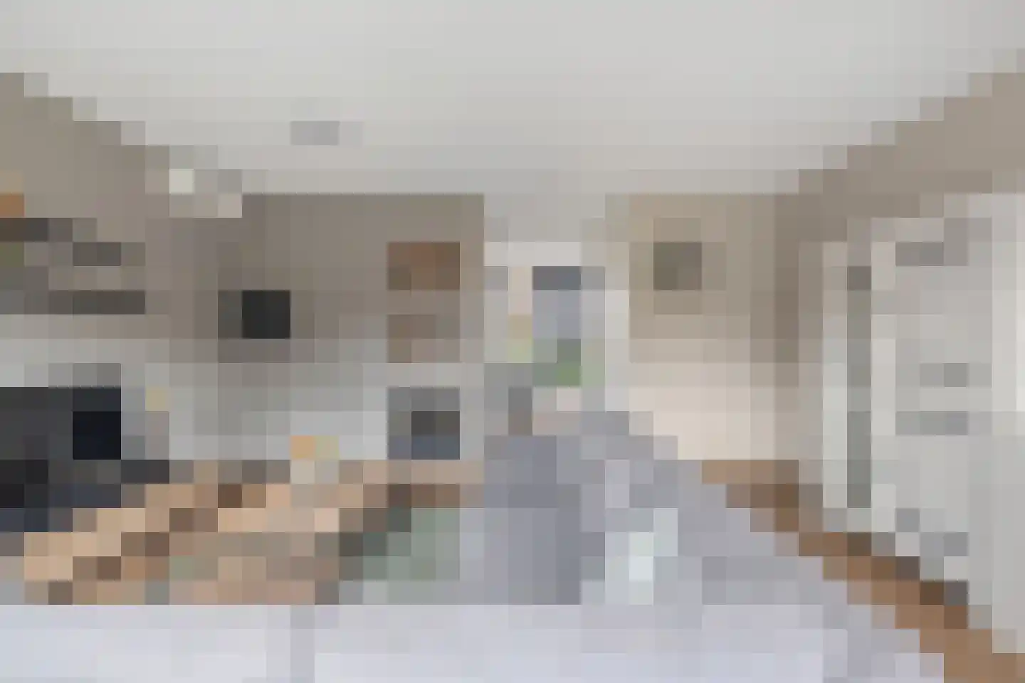 Buntgras 15 Boekel thumbnail 8