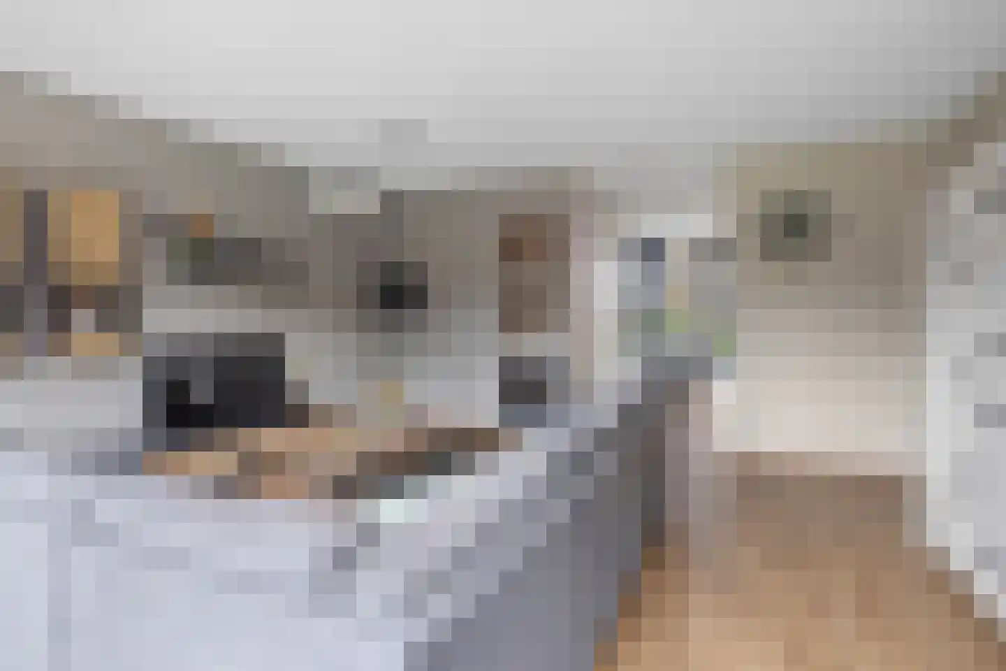 Buntgras 15 Boekel thumbnail 9
