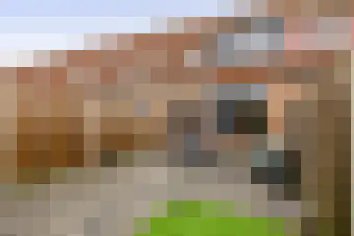 Buntgras 23 Spijkenisse thumbnail 43