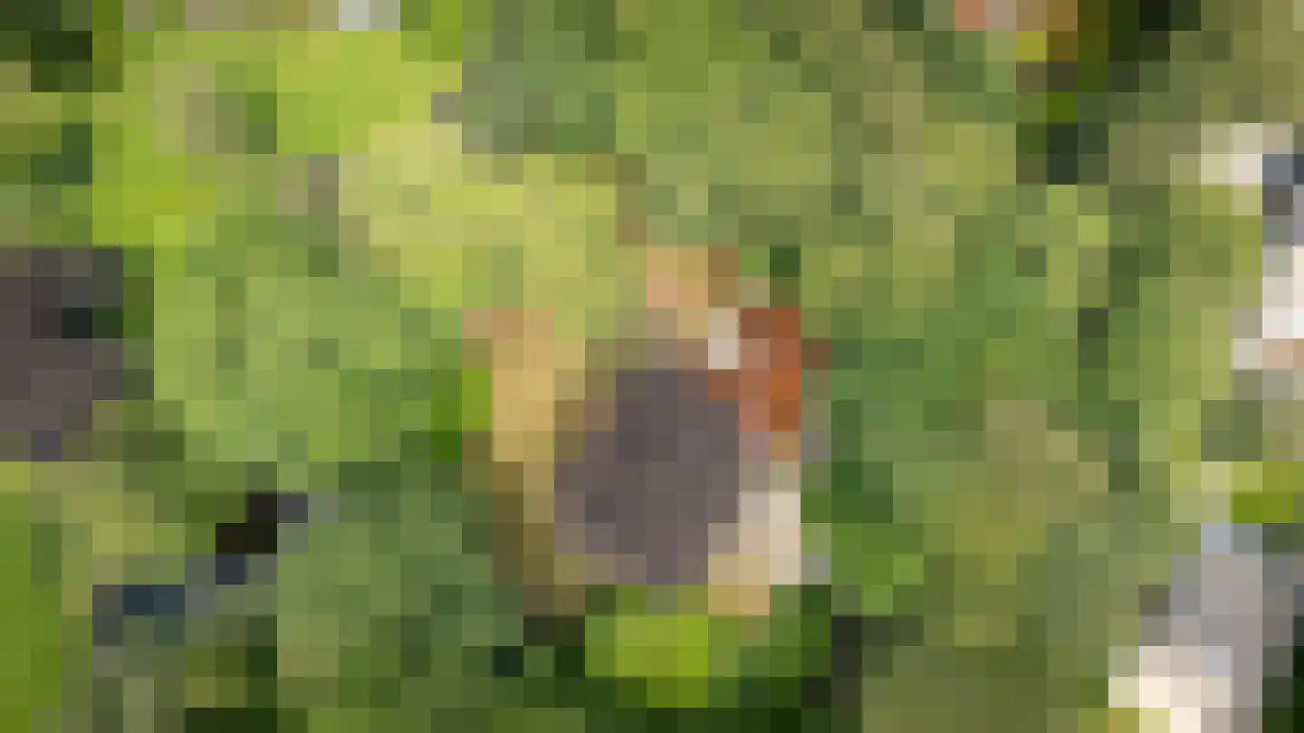 Buntlaan 1 Driebergen-Rijsenburg thumbnail 4