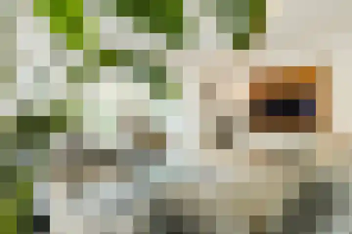Buntvelden 6 Best thumbnail 13